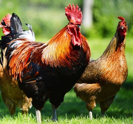 Uganda - Chickens